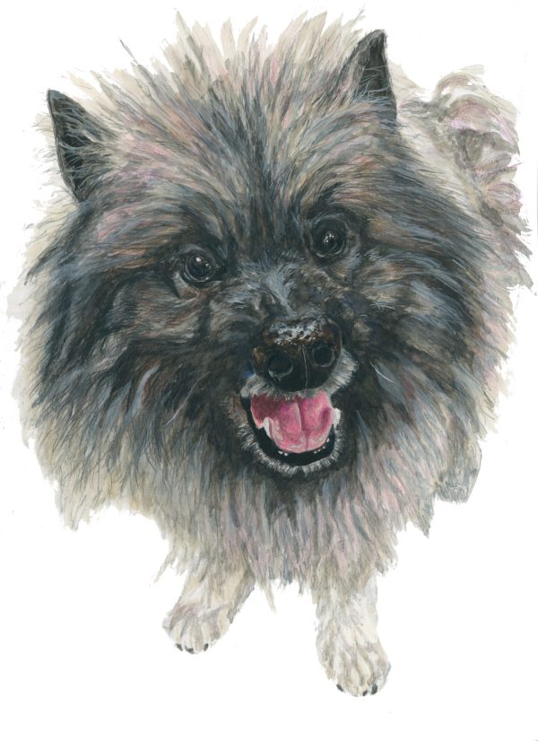 Pets - Image 4